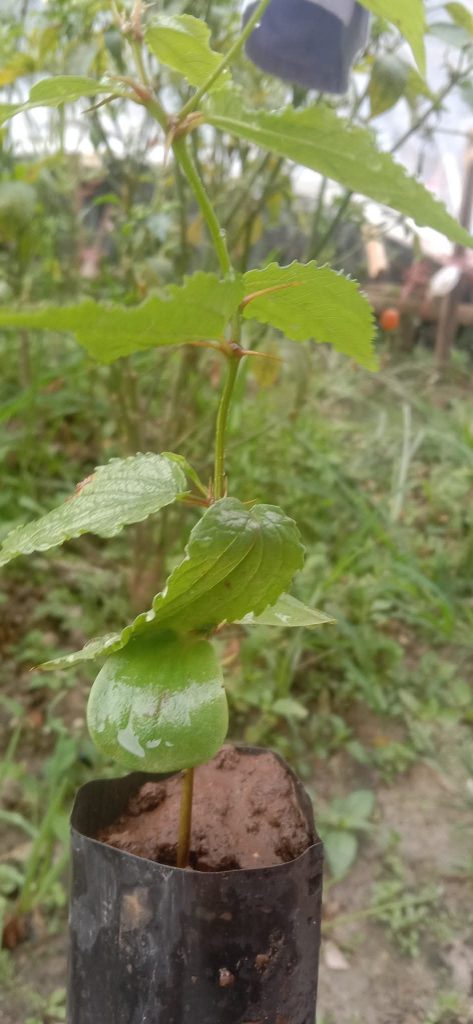 Five Mouth Plant